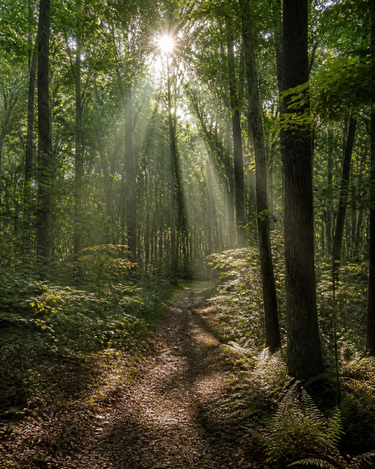 Sunbeams through hardwood canopy on a walking trail in the nature preserve