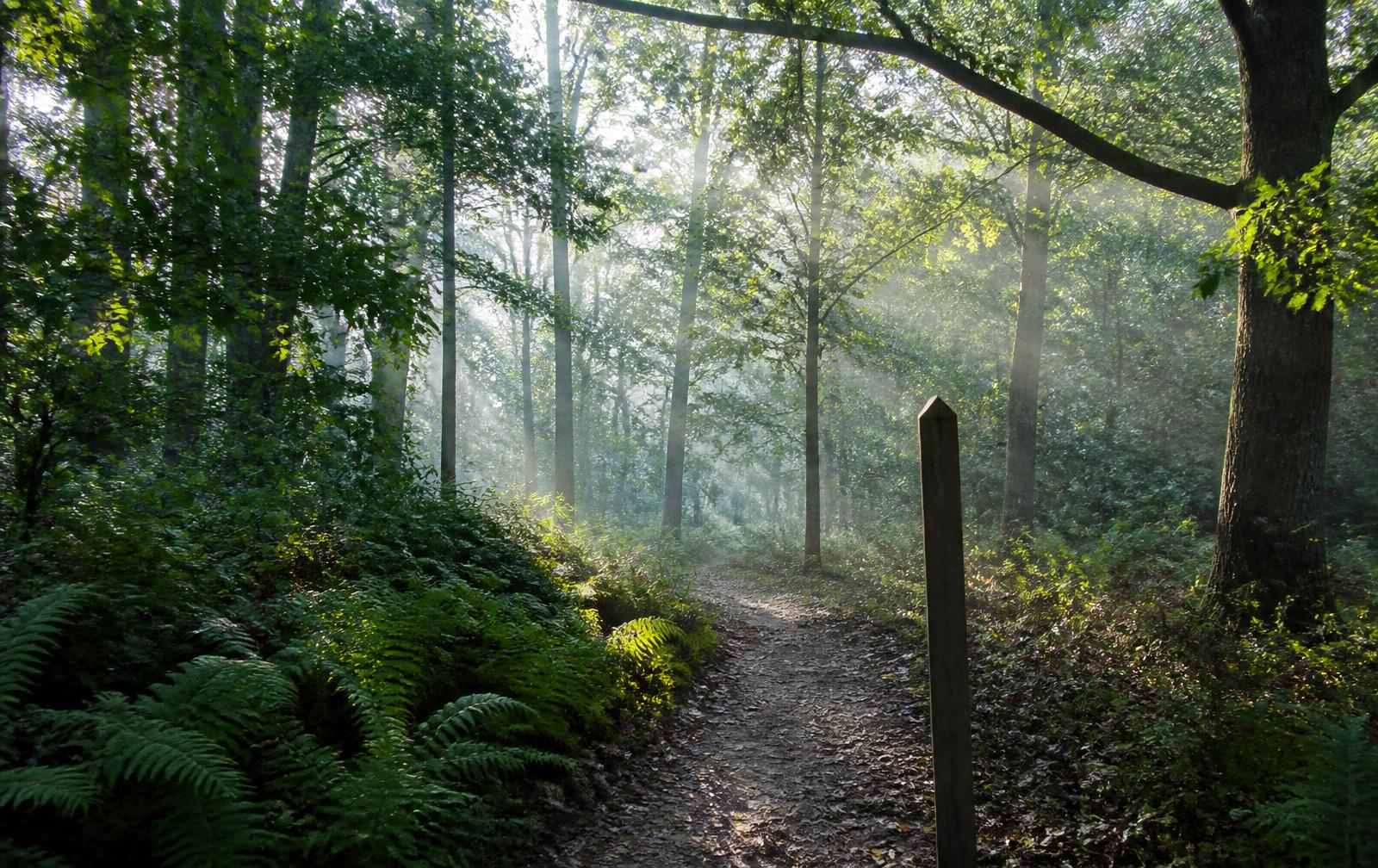 Soft-surface hiking trail winding through a Piedmont hardwood forest in morning mist